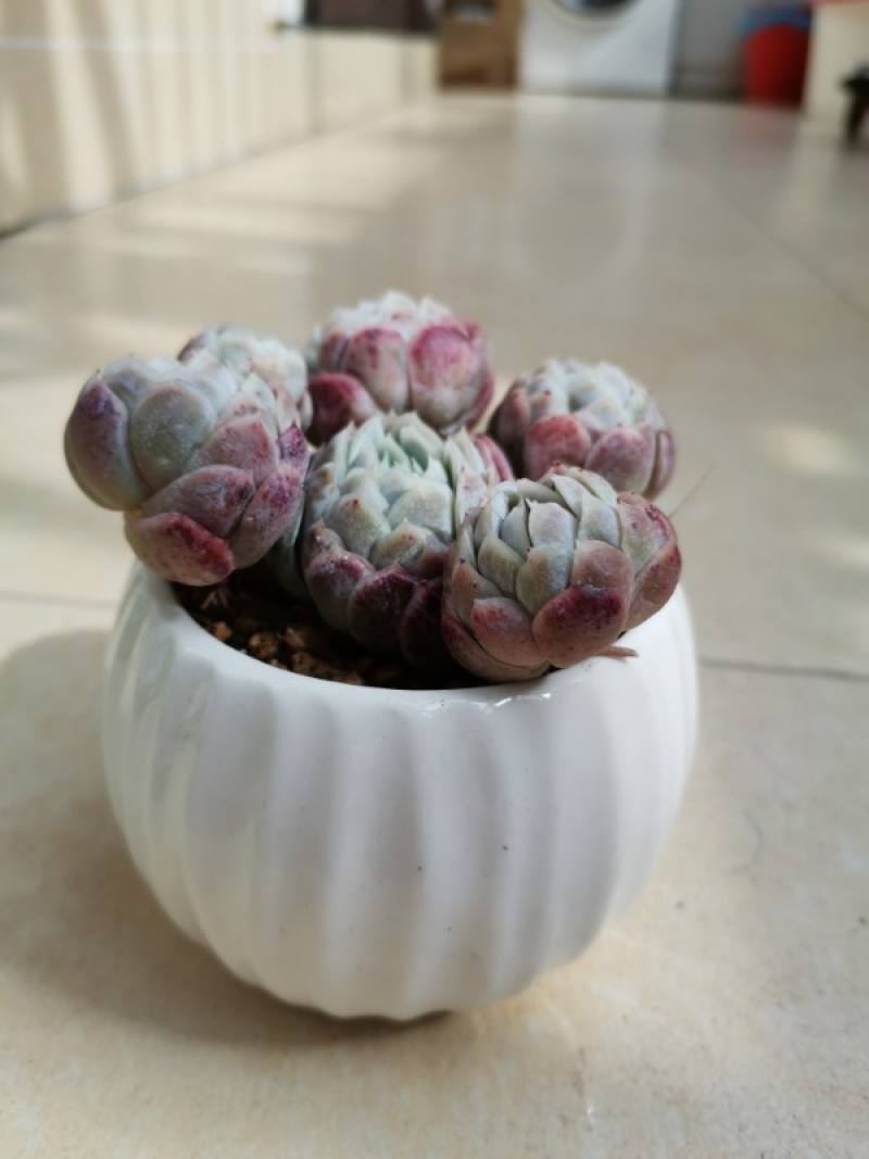 奶油贝瑞 奶油贝瑞