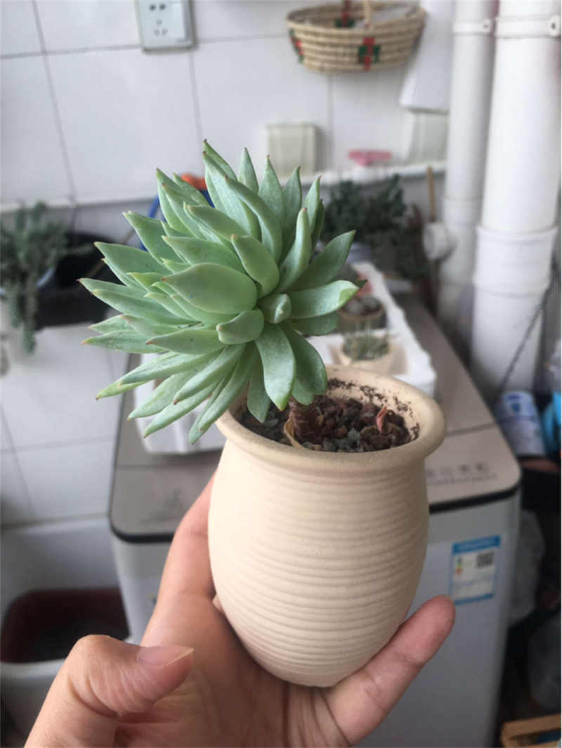 蓝色天使 蓝色天使