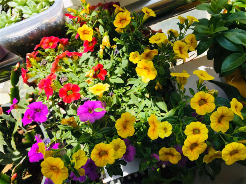 百万小铃 百万小铃