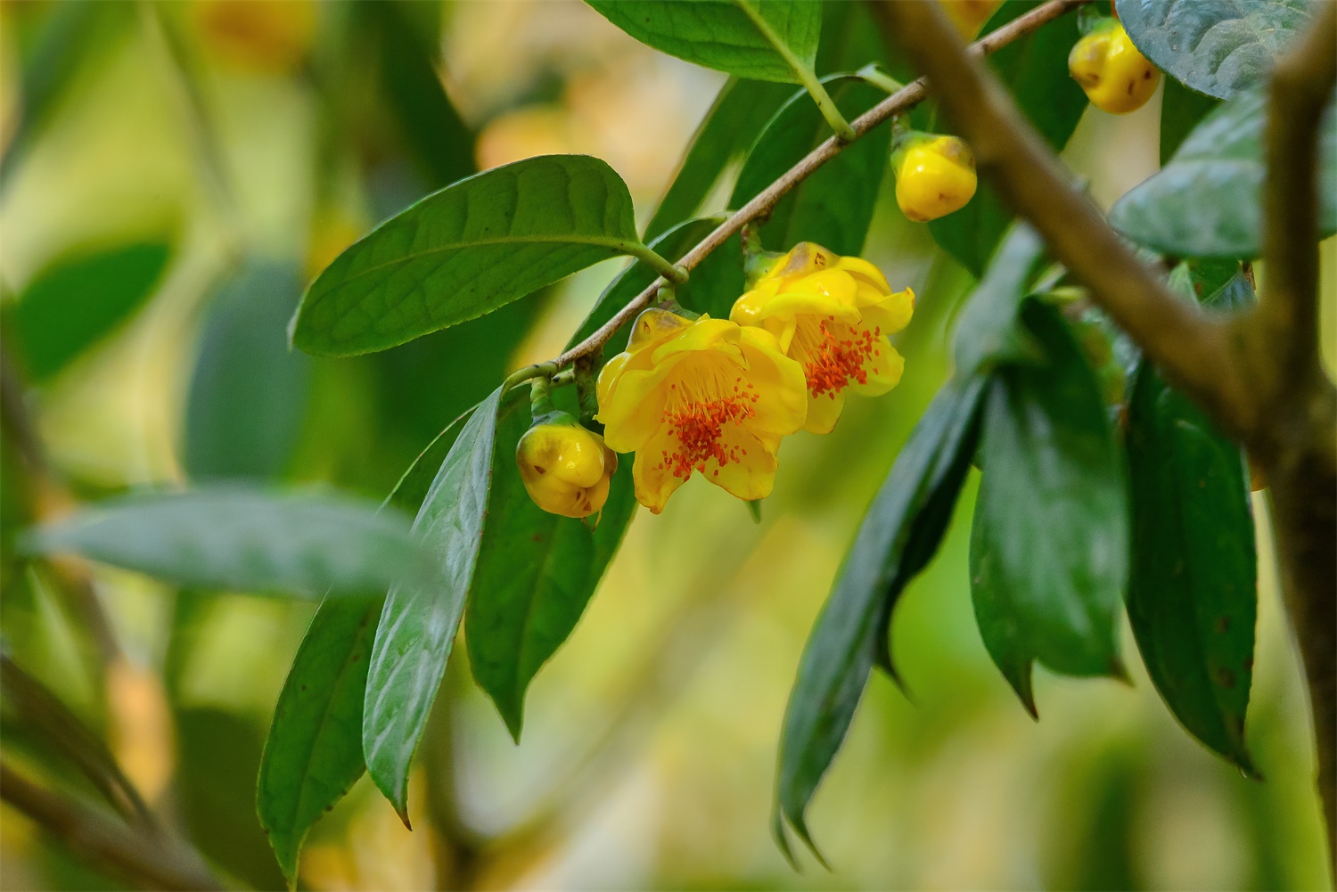 金花茶 金花茶