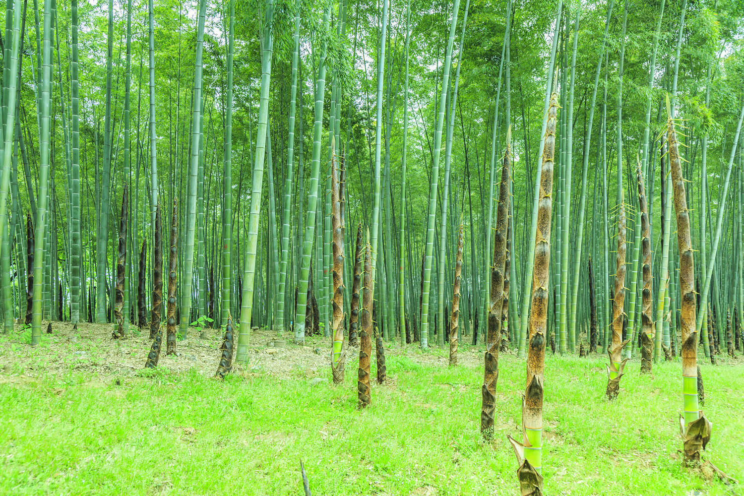 竹子 竹子