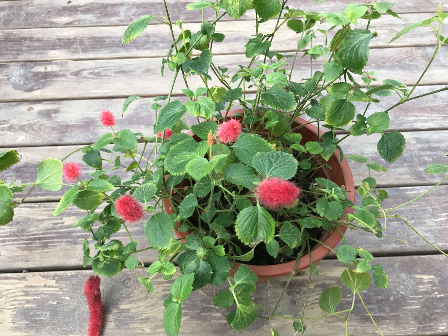 狗尾红 狗尾红