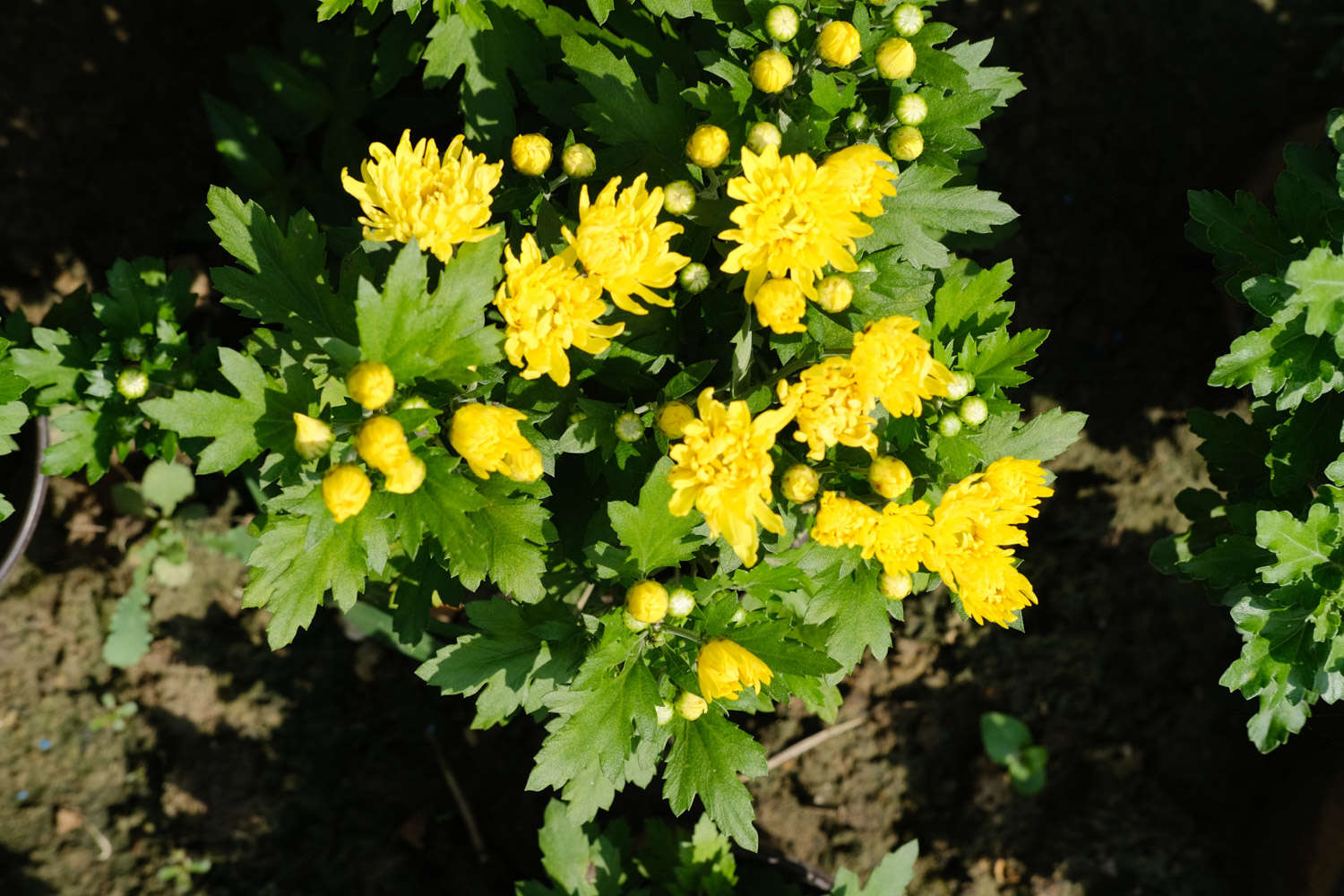 菊花 菊花