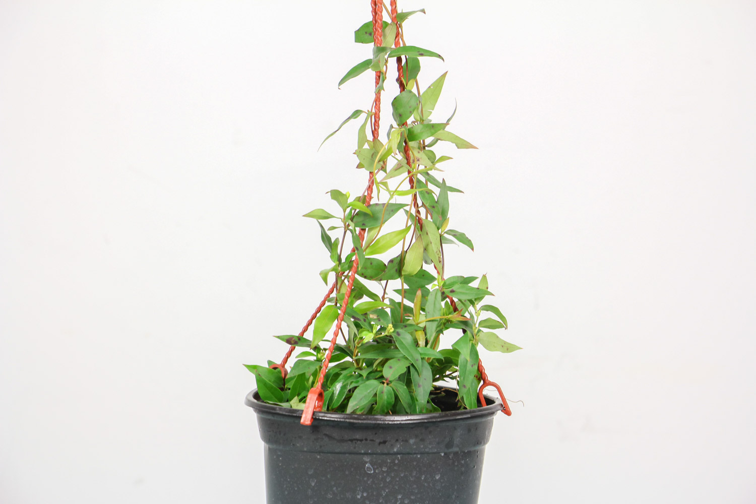 法国香水茉莉 法国香水茉莉