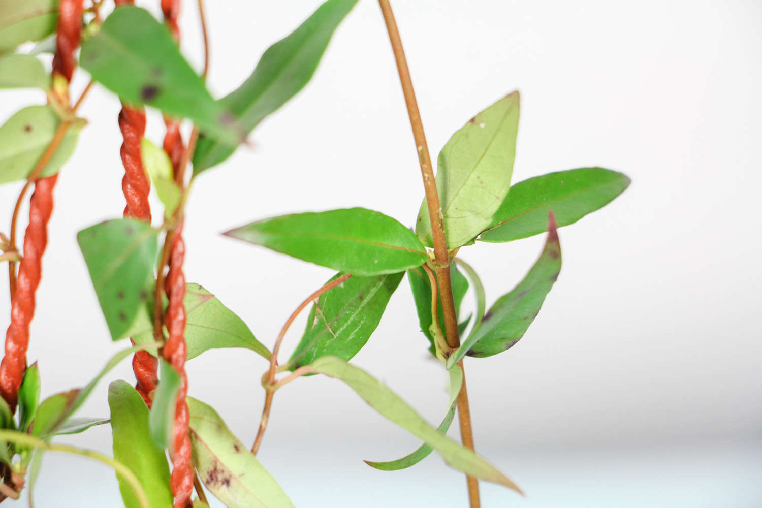 法国香水茉莉 法国香水茉莉