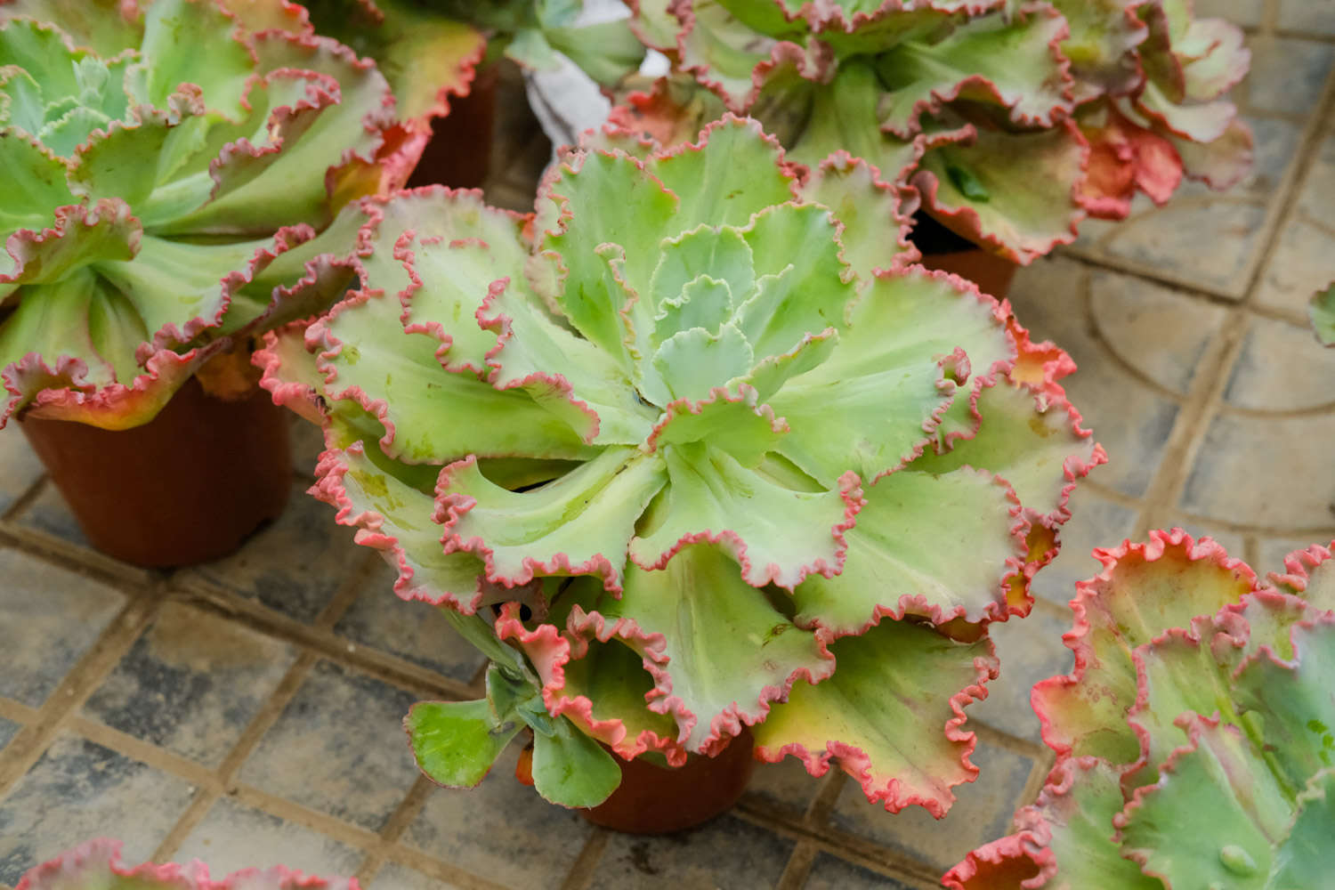 高砂之翁 高砂之翁