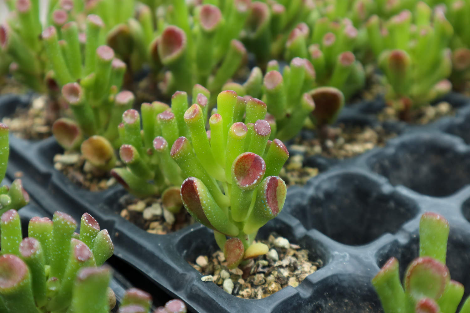 筒叶花月 筒叶花月