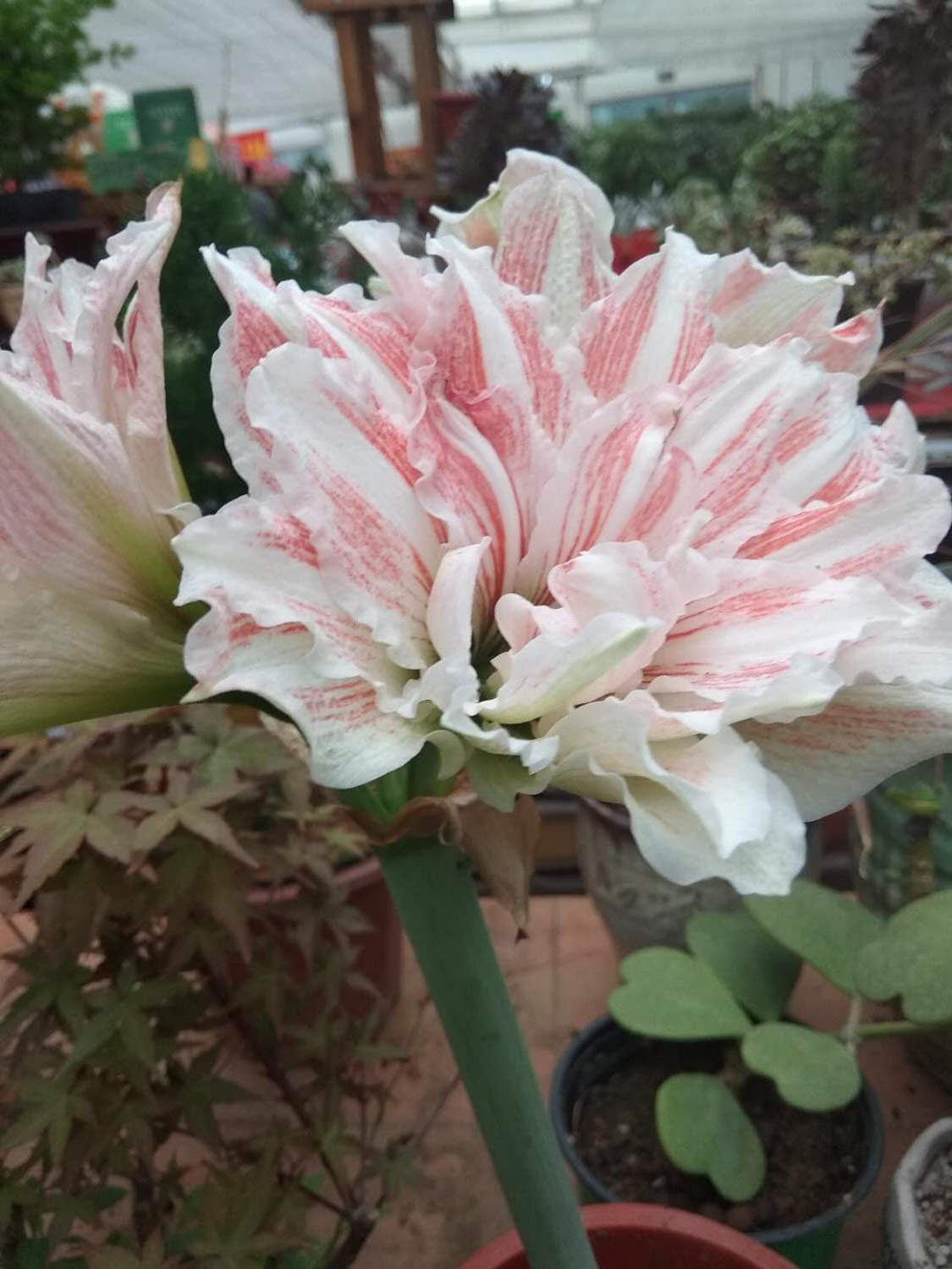 朱顶红 朱顶红