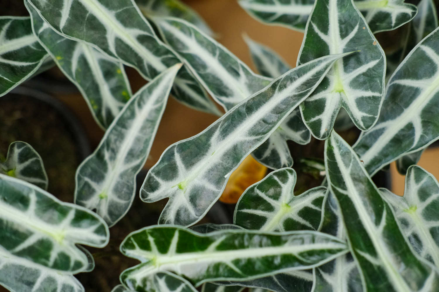 黑叶观音莲 黑叶观音莲