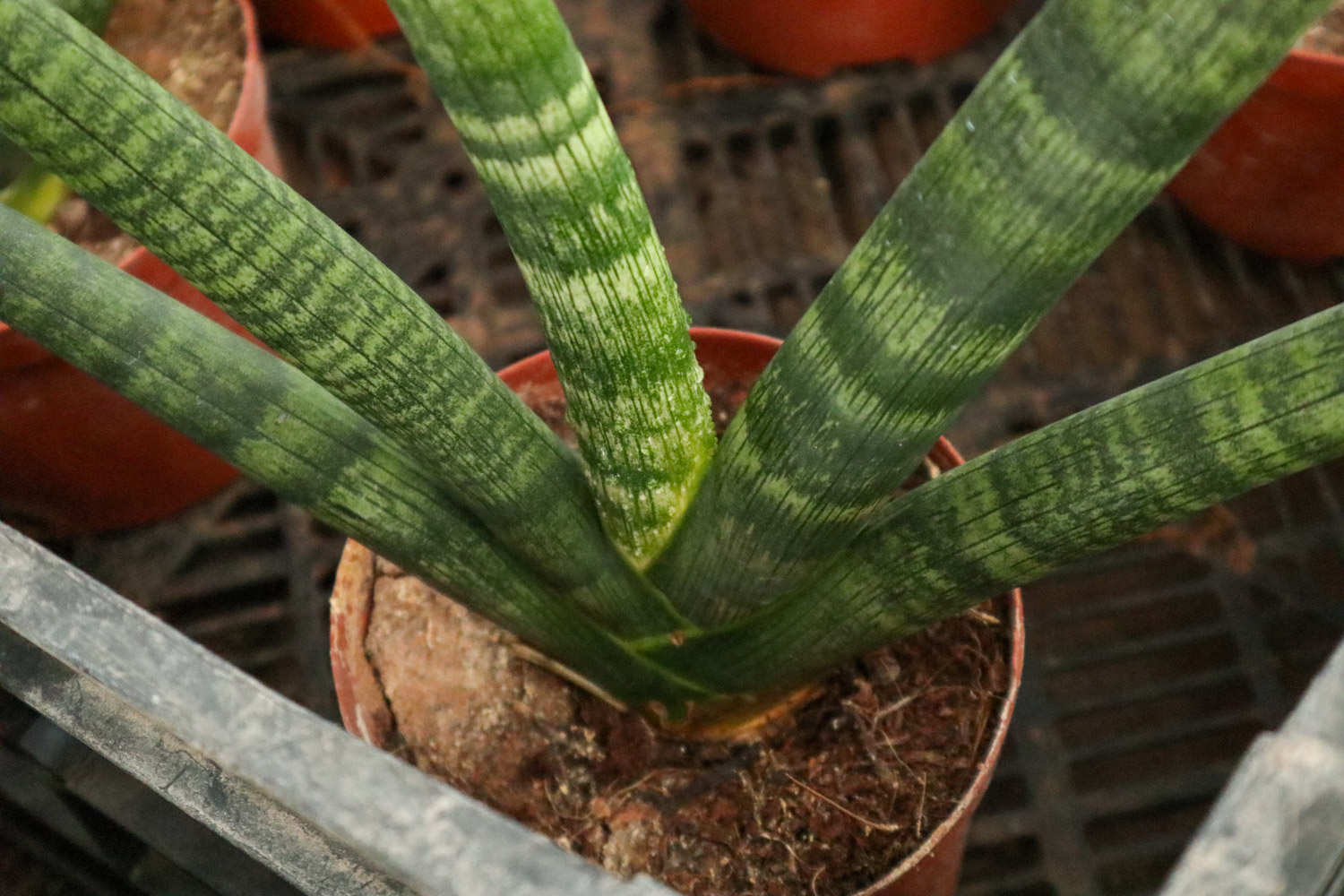 棒叶虎皮兰 棒叶虎皮兰