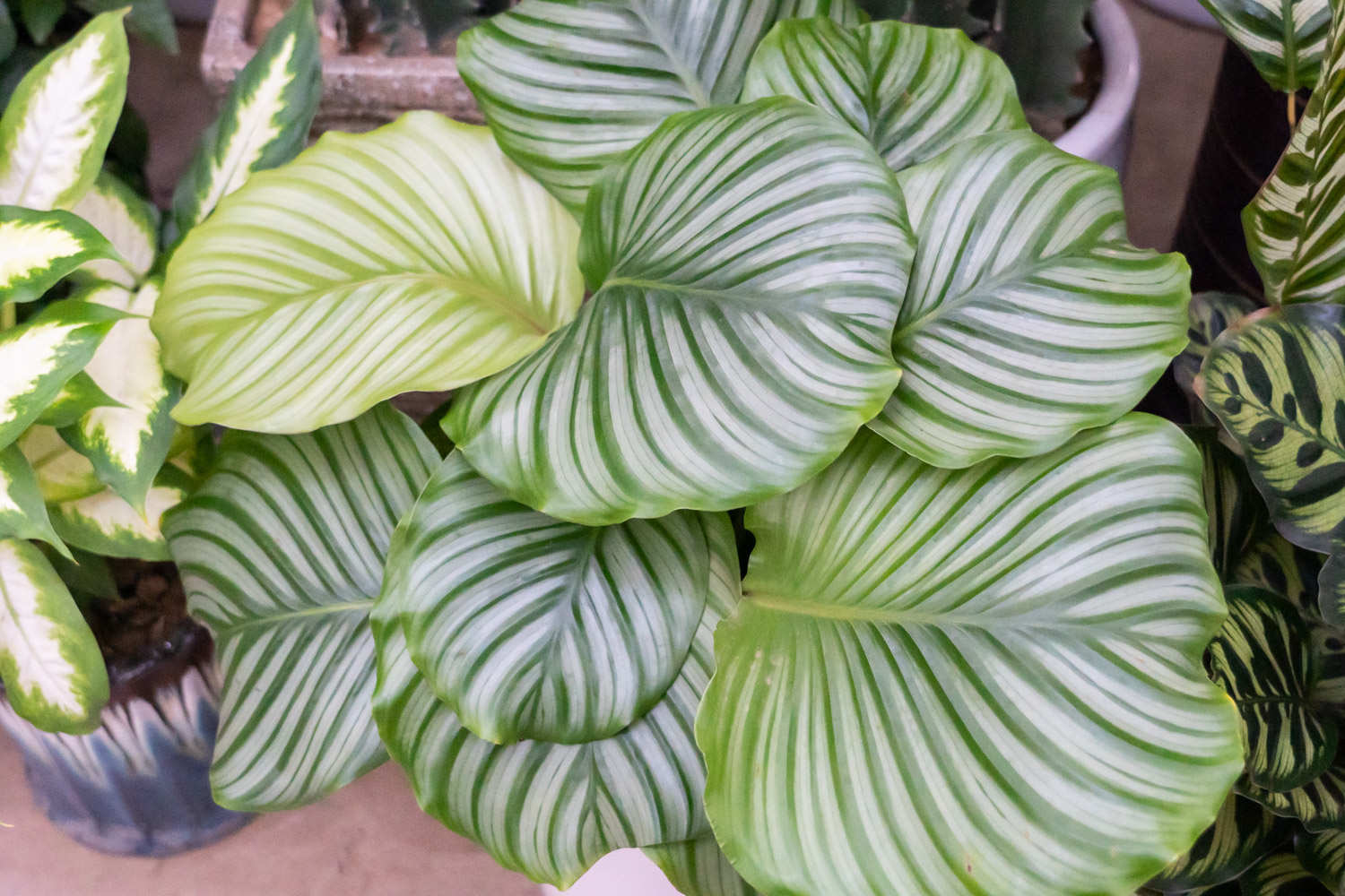 青苹果竹芋 青苹果竹芋