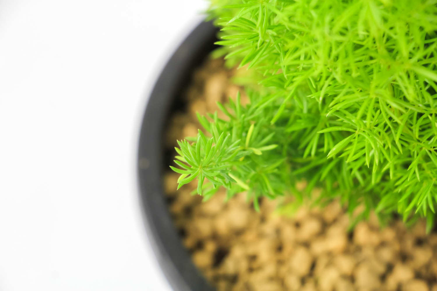 狐尾天门冬 狐尾天门冬