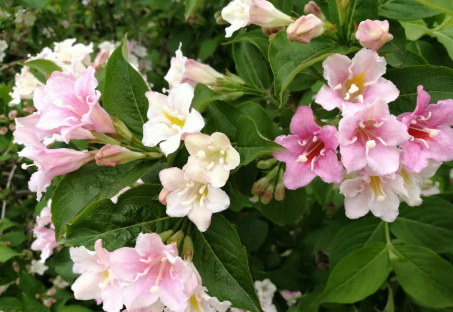锦带花 锦带花