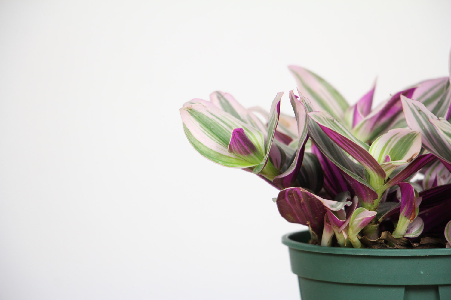 油画吊兰 油画吊兰