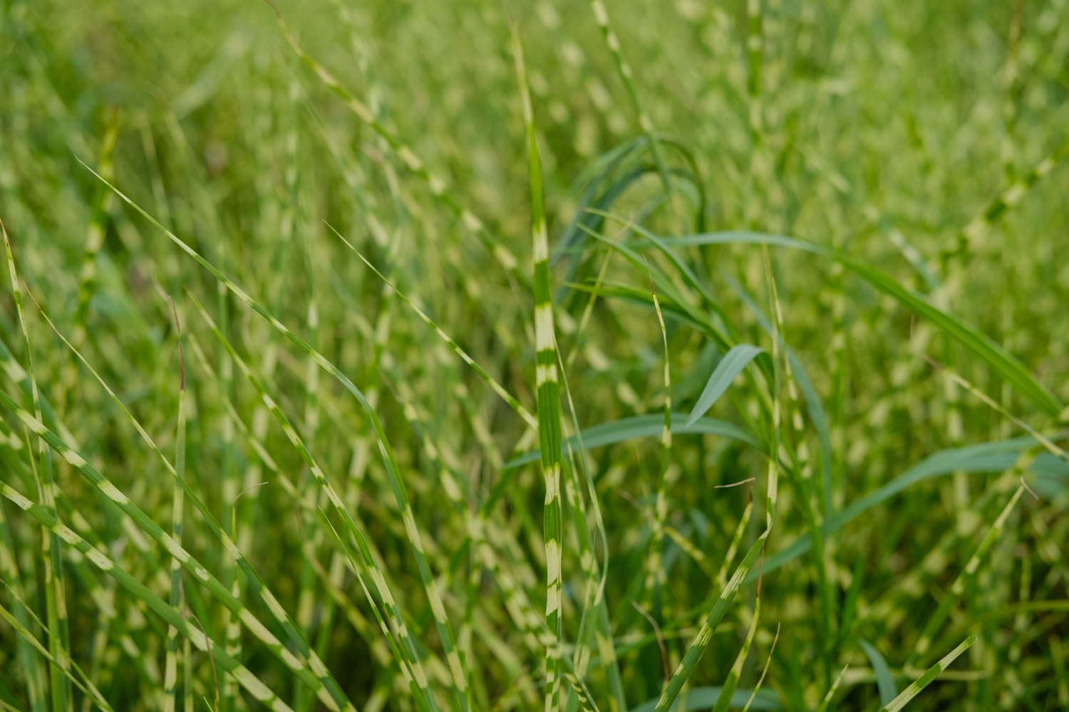 斑叶芒草 斑叶芒草
