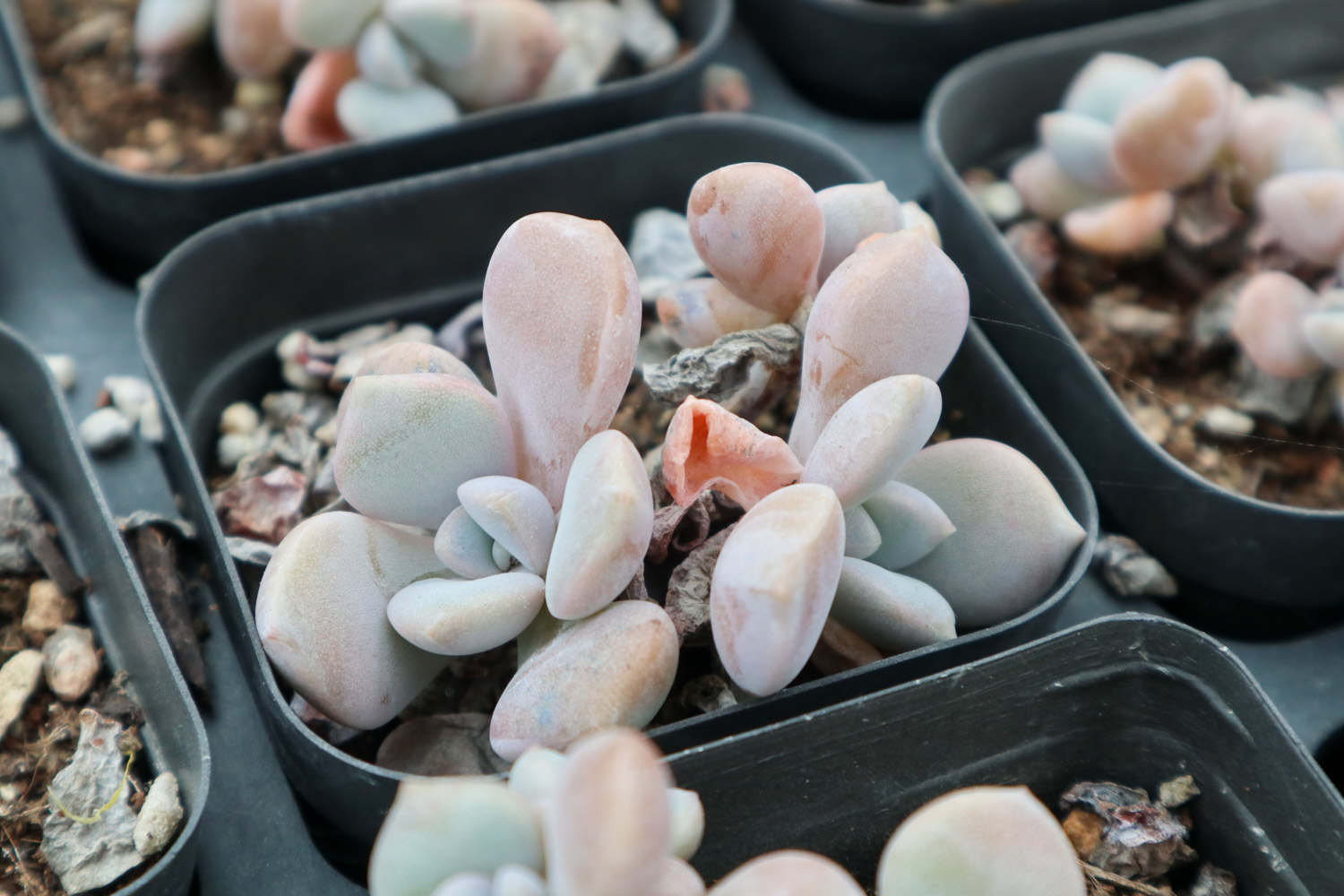 三色诺玛 三色诺玛