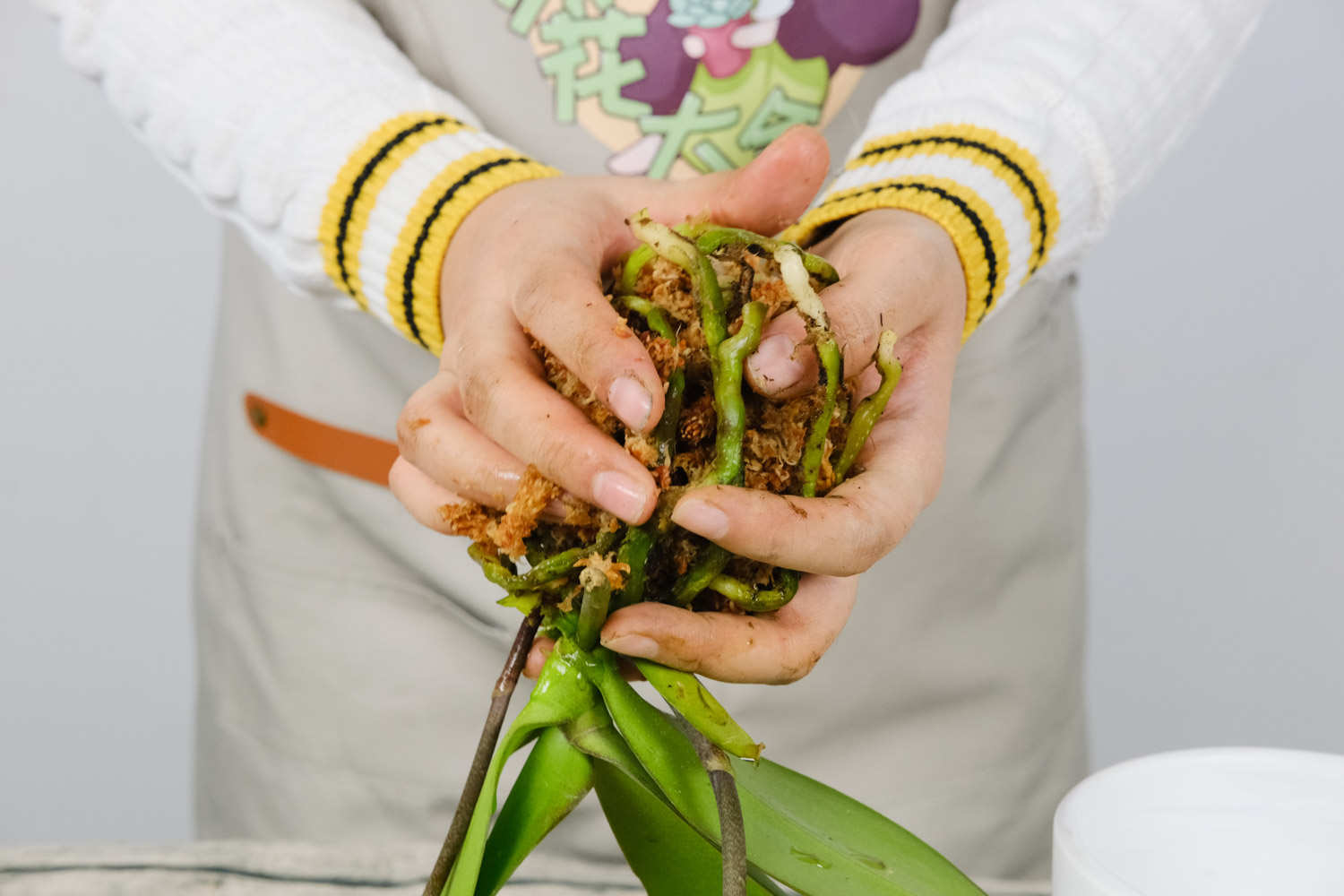 蝴蝶兰 蝴蝶兰