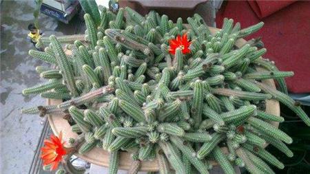 鼠尾掌白檀形态特征 鼠尾掌白檀形态特征