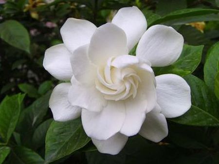 绽放的花 绽放的花