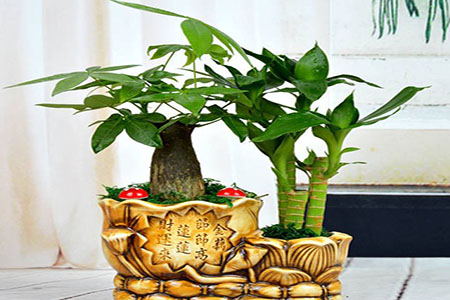 绿绿的发财树 绿绿的发财树