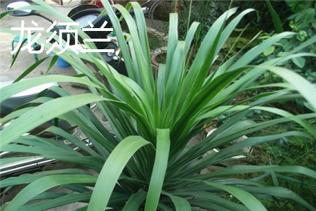 龙须兰 龙须兰