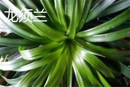 龙须兰 龙须兰