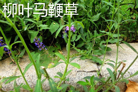 柳叶马鞭草 柳叶马鞭草