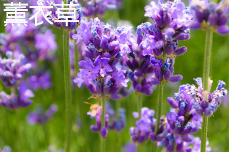 薰衣草 薰衣草
