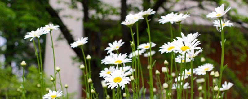 小雏菊花语 小雏菊花语
