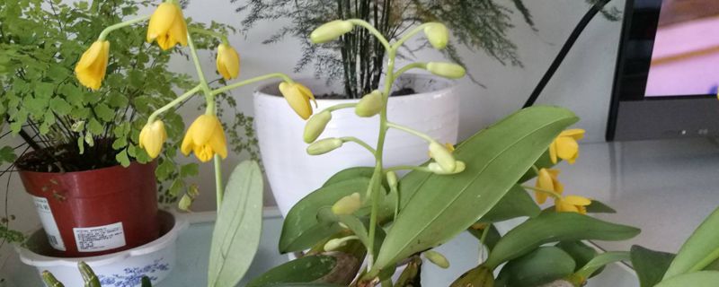 石斛的栽培方法 石斛的栽培方法