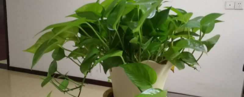 绿萝的特征 绿萝的特征