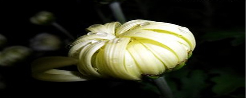 菊花花苞时怎么管理 菊花花苞时怎么管理