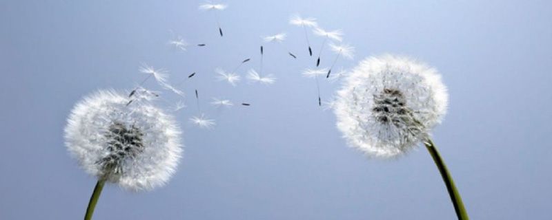 蒲公英的寓意是什么 蒲公英的寓意是什么