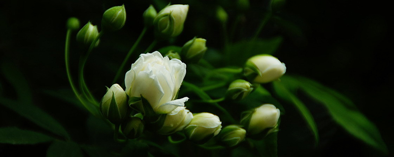 木香花什么时候开 木香花什么时候开