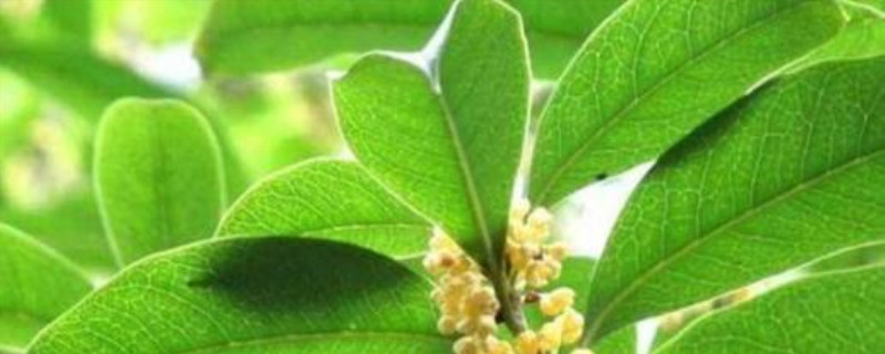 桂花树叶子的特点 桂花树叶子的特点