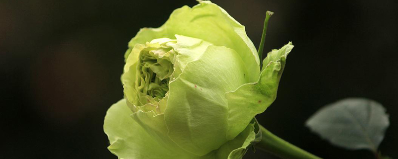 花草什么时候浇水好 花草什么时候浇水好
