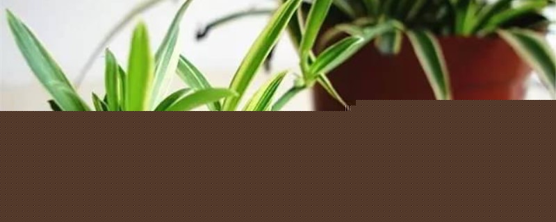 吊兰为什么不开花 吊兰为什么不开花
