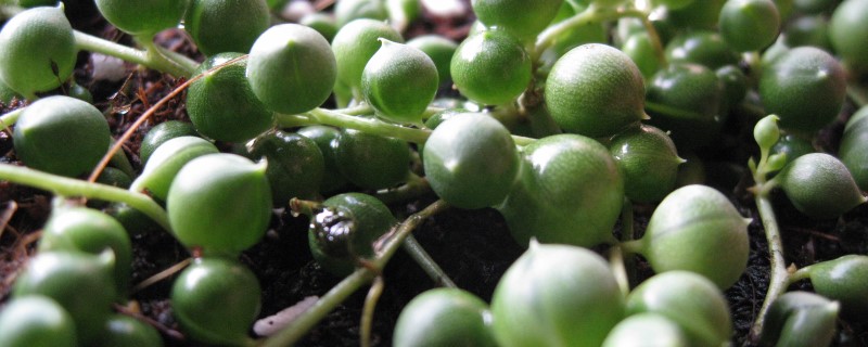 珍珠吊兰什么时候生长最茂盛 珍珠吊兰什么时候生长最茂盛