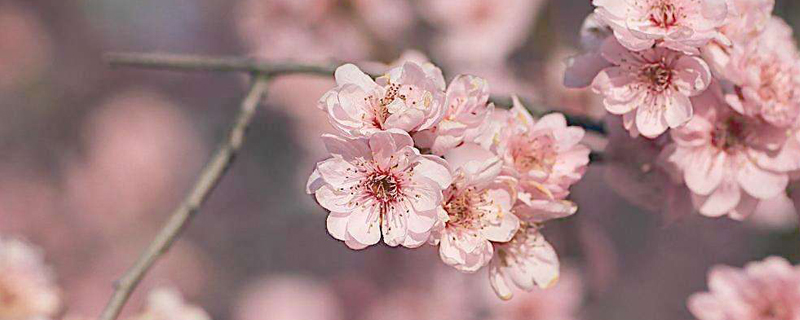 梅花先开花还是先长叶 梅花先开花还是先长叶
