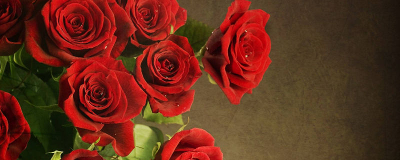58朵玫瑰花花语是什么 58朵玫瑰花花语是什么