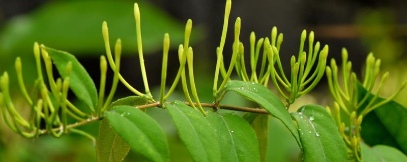 金银花种子怎么栽种 金银花种子怎么栽种