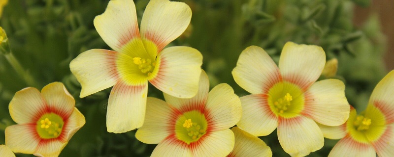 酢浆草花语 酢浆草花语