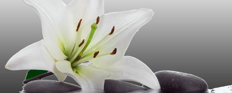 百合花和什么花搭配 百合花和什么花搭配