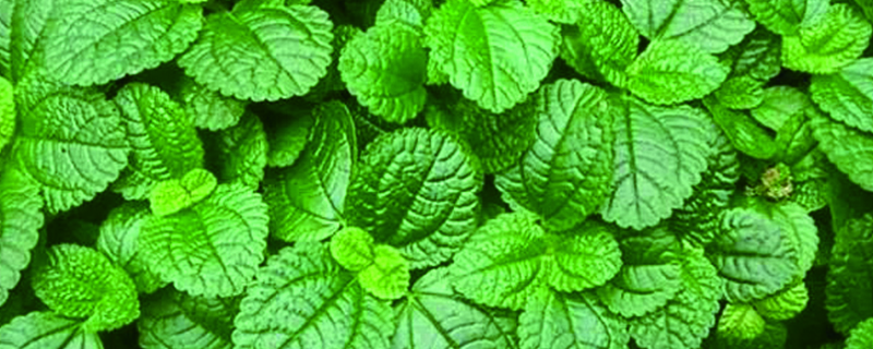 鱼香草和薄荷的区别 鱼香草和薄荷的区别