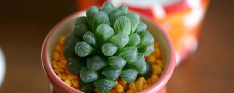 玉露的花语和寓意 玉露的花语和寓意