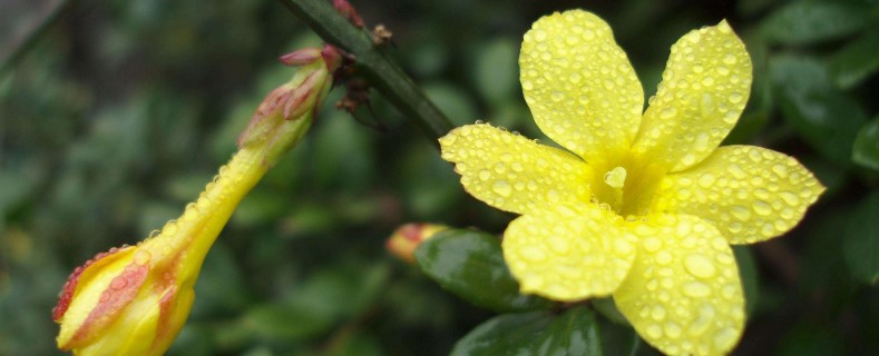 迎春花的外形特点 迎春花的外形特点