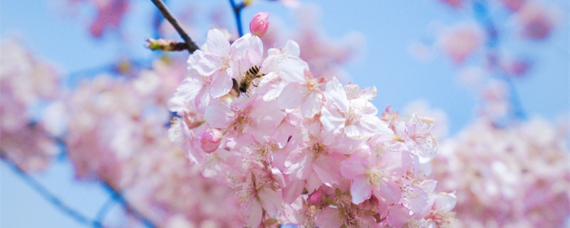 樱花的习性 樱花的习性