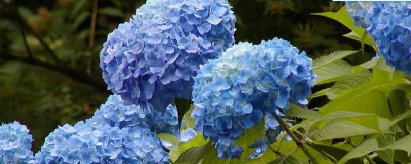 绣球花一年开几季 绣球花一年开几季