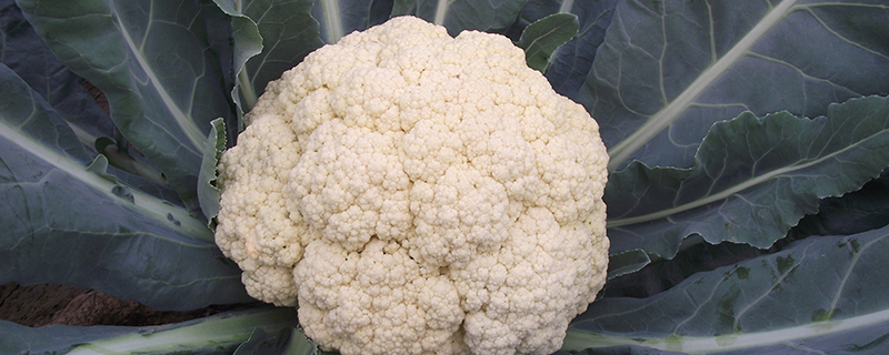 像西兰花的菜是什么菜 像西兰花的菜是什么菜
