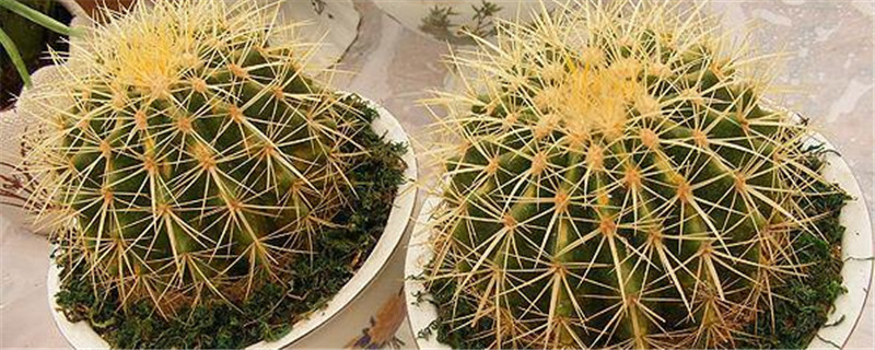 仙人掌的种类有哪些 仙人掌的种类有哪些